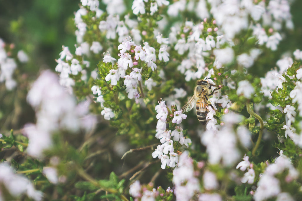 Bienenschutzprojekt von Frau Kunz zum Schutz der heimischen Wildbiene